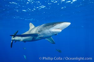 Silky Shark at San Benedicto Islands, Revillagigedos, Mexico, Carcharhinus falciformis, Socorro Island (Islas Revillagigedos)