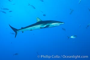 Silky Shark at San Benedicto Islands, Revillagigedos, Mexico, Carcharhinus falciformis, Socorro Island (Islas Revillagigedos)