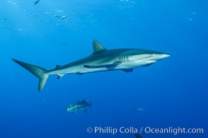 Silky Shark at San Benedicto Islands, Revillagigedos, Mexico, Carcharhinus falciformis, Socorro Island (Islas Revillagigedos)