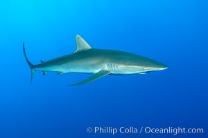 Silky Shark at San Benedicto Islands, Revillagigedos, Mexico, Carcharhinus falciformis, Socorro Island (Islas Revillagigedos)