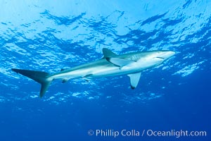 Silky Shark at San Benedicto Islands, Revillagigedos, Mexico, Carcharhinus falciformis, Socorro Island (Islas Revillagigedos)