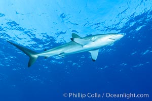 Silky Shark at San Benedicto Islands, Revillagigedos, Mexico, Carcharhinus falciformis, Socorro Island (Islas Revillagigedos)