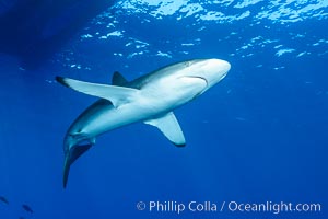 Silky Shark at San Benedicto Islands, Revillagigedos, Mexico, Carcharhinus falciformis, Socorro Island (Islas Revillagigedos)