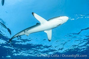 Silky Shark at San Benedicto Islands, Revillagigedos, Mexico, Carcharhinus falciformis, Socorro Island (Islas Revillagigedos)