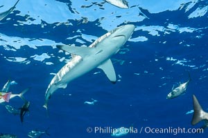 Silky Shark at San Benedicto Islands, Revillagigedos, Mexico, Carcharhinus falciformis, Socorro Island (Islas Revillagigedos)