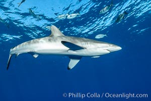 Silky Shark at San Benedicto Islands, Revillagigedos, Mexico, Carcharhinus falciformis, Socorro Island (Islas Revillagigedos)