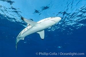 Silky Shark at San Benedicto Islands, Revillagigedos, Mexico, Carcharhinus falciformis, Socorro Island (Islas Revillagigedos)