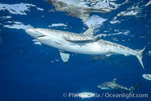 Silky Shark at San Benedicto Islands, Revillagigedos, Mexico, Carcharhinus falciformis, Socorro Island (Islas Revillagigedos)