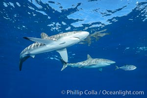 Silky Shark at San Benedicto Islands, Revillagigedos, Mexico, Carcharhinus falciformis, Socorro Island (Islas Revillagigedos)