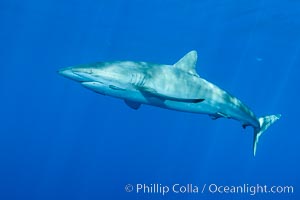 Silky Shark at San Benedicto Islands, Revillagigedos, Mexico, Carcharhinus falciformis, Socorro Island (Islas Revillagigedos)