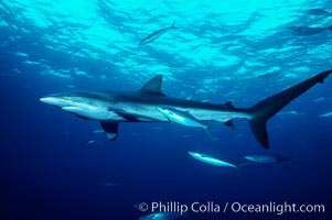 Silky shark, Carcharhinus falciformis, Cocos Island