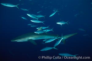 Silky shark, Carcharhinus falciformis, Cocos Island