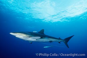 Silky shark, Carcharhinus falciformis, Cocos Island