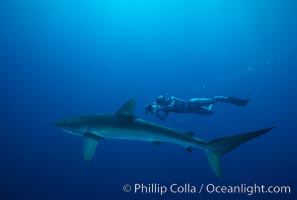 Silky shark and freediving videographer Harrison Skip Stubbs,Socorro Island (Revilligigedos), Carcharhinus falciformis, Socorro Island (Islas Revillagigedos)