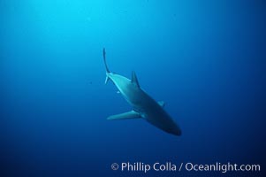 Silky shark. Darwin Island, Galapagos Islands, Ecuador, Carcharhinus falciformis, natural history stock photograph, photo id 05008