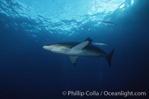 Silky shark trailing longline and hook, Carcharhinus falciformis, Cocos Island