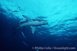 Silky shark, Carcharhinus falciformis, Cocos Island