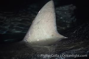 Silky shark, dorsal fin breaking surface. Cocos Island, Costa Rica, Carcharhinus falciformis, natural history stock photograph, photo id 05013