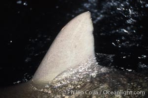 Silky shark, dorsal fin breaking surface. Cocos Island, Costa Rica, Carcharhinus falciformis, natural history stock photograph, photo id 05014