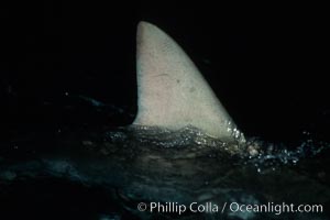 Silky shark, dorsal fin breaking surface, Carcharhinus falciformis, Cocos Island
