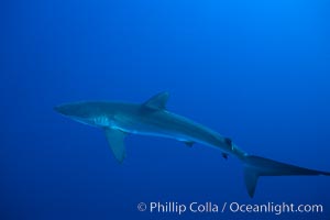 Silky shark, Carcharhinus falciformis, Socorro Island (Islas Revillagigedos)