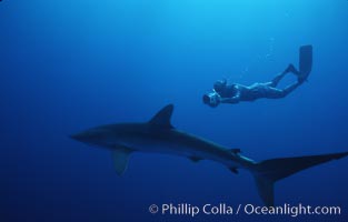 Silky shark and freediving videographer, Socorro Island, Revilligigedos, Carcharhinus falciformis