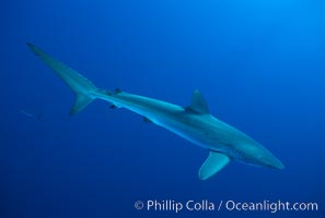 Silky shark, Carcharhinus falciformis, Socorro Island (Islas Revillagigedos)