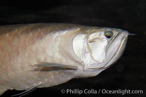 Silver arowana, Osteoglossum bicirrhosum