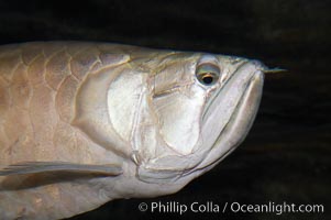 Silver arowana, Osteoglossum bicirrhosum