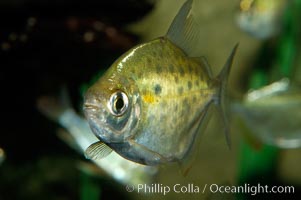 Silver dollar, a freshwater fish native to the Amazon and Paraguay river basins of South America, Metynnis hypsauchen