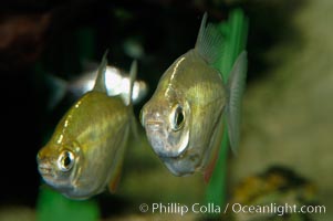 Silver dollar, a freshwater fish native to the Amazon and Paraguay river basins of South America, Metynnis hypsauchen