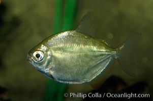 Silver dollar, a freshwater fish native to the Amazon and Paraguay river basins of South America, Metynnis hypsauchen