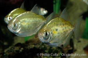 Silver dollar, a freshwater fish native to the Amazon and Paraguay river basins of South America., Metynnis hypsauchen, natural history stock photograph, photo id 09331