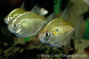 Silver dollar, a freshwater fish native to the Amazon and Paraguay river basins of South America, Metynnis hypsauchen