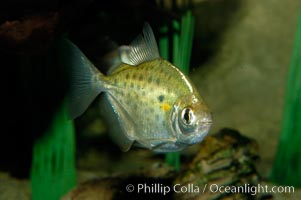 Silver dollar, a freshwater fish native to the Amazon and Paraguay river basins of South America, Metynnis hypsauchen