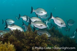 Silver Drummer, Kyphosus sydneyanus, Kangaroo Island, South Australia, Kyphosus sydneyanus