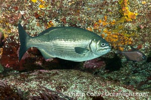 Silver Drummer, Kyphosus sydneyanus, Kangaroo Island, South Australia, Kyphosus sydneyanus