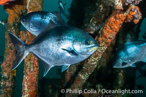 Silver Drummer, Kyphosus sydneyanus, Kangaroo Island, South Australia. The Portland Maru was a 117-meter Japanese cargo ship which struck a submerged object and was beached near Cape Borda, Kangaroo Island, on March 19, 1935, Kyphosus sydneyanus, Wreck of the Portland Maru