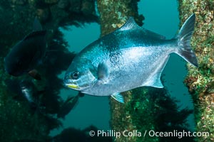 Silver Drummer, Kyphosus sydneyanus, Kangaroo Island, South Australia. The Portland Maru was a 117-meter Japanese cargo ship which struck a submerged object and was beached near Cape Borda, Kangaroo Island, on March 19, 1935, Kyphosus sydneyanus, Wreck of the Portland Maru