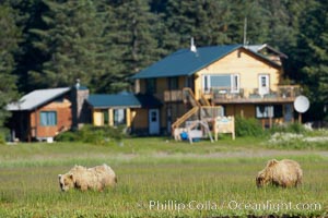 Brown bears graze among sedge grass meadows at Silver Salmon Creek Lodge, Lake Clark National Park, Alaska