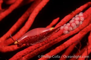 Simnia and egg cluster on red gorgonian. Anacapa Island, California, USA, Delonovolva aequalis, Leptogorgia chilensis, Lophogorgia chilensis, natural history stock photograph, photo id 01983