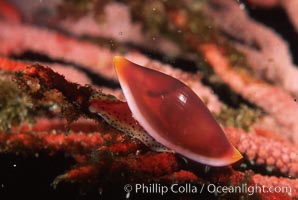 Simnia on gorgonian, Delonovolva aequalis, Anacapa Island