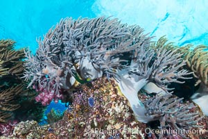 Sinularia flexibilis finger leather soft coral, Fiji. Namena Marine Reserve, Namena Island, Sinularis flexibilis, natural history stock photograph, photo id 31326
