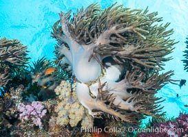 Sinularia flexibilis finger leather soft coral, Fiji. Namena Marine Reserve, Namena Island, Sinularis flexibilis, natural history stock photograph, photo id 31420