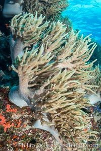 Sinularia flexibilis finger leather soft coral, Fiji, Sinularis flexibilis, Namena Marine Reserve, Namena Island