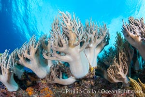 Sinularia flexibilis finger leather soft coral, Fiji