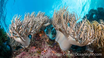 Sinularia flexibilis finger leather soft coral, Fiji, Sinularis flexibilis, Namena Marine Reserve, Namena Island