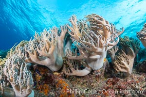 Sinularia flexibilis finger leather soft coral, Fiji, Sinularis flexibilis, Namena Marine Reserve, Namena Island
