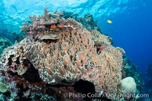 Leather coral, Sinularia sp, Fiji, Sinularia, Vatu I Ra Passage, Bligh Waters, Viti Levu  Island