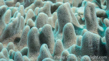 Leather coral, detail of the tiny polyps that capture planktonic food, Sinularia sp, Fiji, Sinularia, Makogai Island, Lomaiviti Archipelago